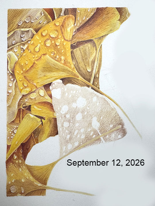 An in-progress photo of fallen ginkgo leaves covered in raindrops
