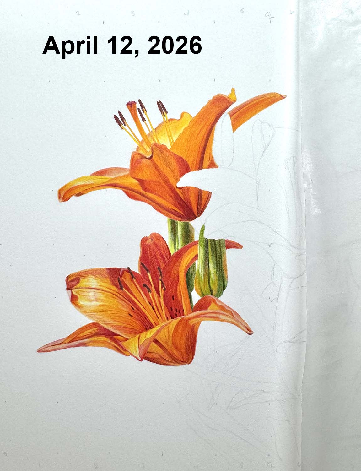 An in-progress photo of orange lilies