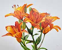 Orange Lilies